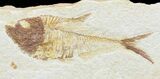 Bargain, Diplomystus Fossil Fish - Wyoming #67931-1